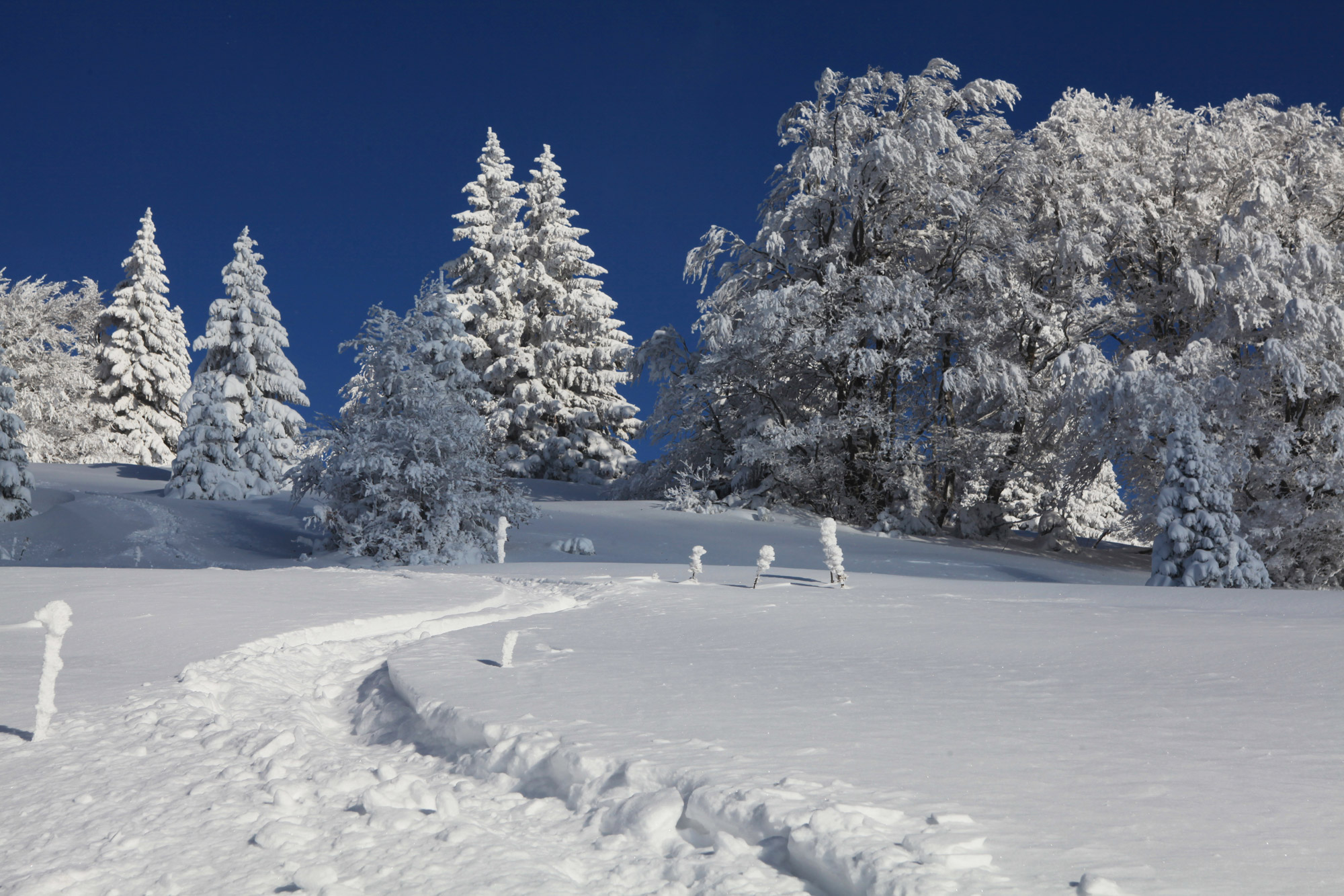 Sled dogs around hotel restaurant Le Tillau